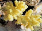 фотографија Акваријум Carnation Tree Coral (Dendronephthya), жут