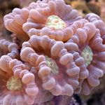 Fackel Koralle (Candycane Korallen, Korallen Trompete)