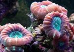 Fackel Koralle (Candycane Korallen, Korallen Trompete) Foto und kümmern
