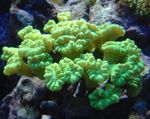 fénykép Akvárium Fáklya Korall (Candycane Korall, Korall Trombita) (Caulastrea), sárga
