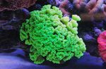 Fil Akvarium Fackla Korall (Candycane Korall, Trumpet Korall) (Caulastrea), grön