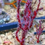 фотографија Акваријум Finger Gorgonia (Finger Sea Fan) сеа навијача (Diodogorgia nodulifera), црвен