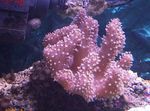 Prst Usnje Koral (Ročno Coral Hudičev)