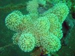 фотографија Акваријум Finger Leather Coral (Devil's Hand Coral) (Lobophytum), зелена