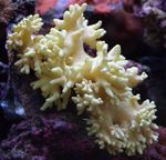 Foto Akvarium Finger Læder Koral (Djævelens Hånd Coral) (Lobophytum), gul