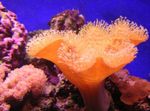 Photo Aquarium Soft Mushroom (Sarcophyton), red