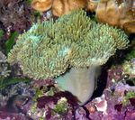 Photo Aquarium Soft Mushroom (Sarcophyton), green