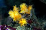 Photo Aquarium Flower Tree Coral  (Broccoli Coral) (Scleronephthya), yellow