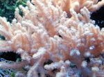 fotografie Akvárium Sinularia Prst Kože Koralov, ružový