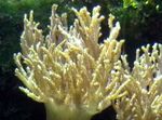 照 水族馆 Sinularia手指皮革珊瑚, 黄