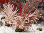 クリスマスツリーの珊瑚（サンゴクラゲ） フォト と ケア
