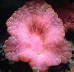 Bufniță Coral Ochi (Buton Coral)