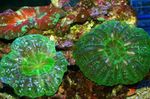 fotografie Akvárium Sova Oko Koral (Tlačidlo Koral) (Cynarina lacrymalis), zelená