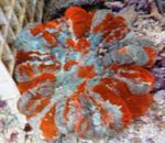 φωτογραφία ενυδρείο Κουκουβάγια Κοραλλιών Ματιών (Κουμπί Κοράλλι) (Cynarina lacrymalis), ποικιλόχρους
