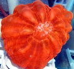 Foto Aquarium Owl Eye Koralle (Coral Taste) (Cynarina lacrymalis), rot