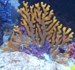Blúndur Stafur Coral
