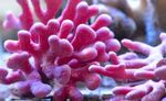 Foto Akvarium Blonder Stick Koral hydroid (Distichopora), pink
