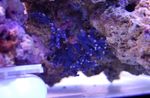 Foto Akvarium Blonder Stick Koral hydroid (Distichopora), blå