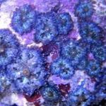 Foto Akvarij Ricordea Gljiva (Ricordea yuma), plava