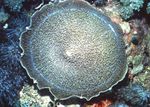 fotografija Akvarij Velik Slon Uho (Slon Uho Gob) (Amplexidiscus fenestrafer), siva