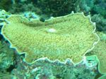 Foto Akvaarium Suur Elevant Kõrva (Elevant Kõrva Seene) (Amplexidiscus fenestrafer), roheline
