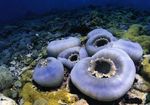 fotografie Acvariu Mare Elefant Ureche (Elefant Ureche Ciuperci) ciupercă (Amplexidiscus fenestrafer), violet