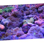 Photo Aquarium Floridian Disc (Ricordea florida), purple