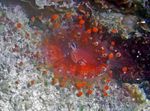 სურათი აკვარიუმი ბურთი Corallimorph (ნარინჯისფერი ბურთი Anemone) სოკოს (Pseudocorynactis caribbeorum), წითელი