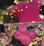 სურათი აკვარიუმი ბურთი Corallimorph (ნარინჯისფერი ბურთი Anemone) სოკოს (Pseudocorynactis caribbeorum), ვარდისფერი