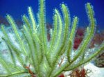 fotoğraf Akvaryum Pterogorgia deniz fanlar, yeşil