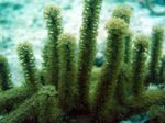 Bilde Akvarium Knobby Havet Stang (Eunicea), grønn