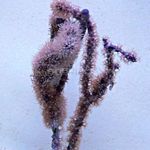 fotografija Akvarij Knobby Morje Palica morske ventilatorji (Eunicea), vijolična
