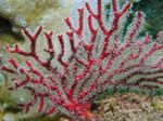 fotografija Akvarij Gorgonia morske ventilatorji, rdeča