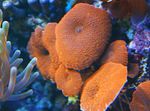 Photo Aquarium Actinodiscus mushroom, red