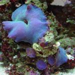Foto Akvarij Actinodiscus gljiva, plava
