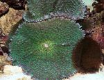 Foto Aquarium Rhodactis pilz, grün