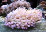 照 水族馆 大触手板珊瑚（海葵蘑菇珊瑚） (Heliofungia actiniformes), 粉红色
