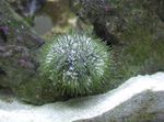 фотографија Акваријум Pincushion Urchin дерани (Lytechinus variegatus), сив