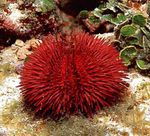 фотографија Акваријум Pincushion Urchin дерани (Lytechinus variegatus), црвен