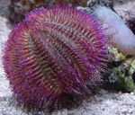 fotografie Akvárium Dvojfarebných Variantov Morský Ježko (Červená Morský Ježko) ježovky (Salmacis bicolor), nachový