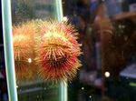 Photo Aquarium Bicoloured Sea Urchin (Red Sea Urchin) (Salmacis bicolor), red