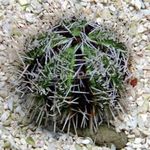 fotografie Akvárium Sběratel Mořští Ježci (Mořské Vejce) ježovky (Tripneustes gratilla), šedá