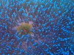Photo Aquarium Anemone Farraige Iontach bundúin leice (Heteractis magnifica), trédhearcach