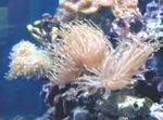 kuva Akvaario Upea Meri Anemone valkovuokot (Heteractis magnifica), vaaleansininen