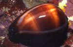 Фото Аквариум Ципрея моллюски (Cypraea sp.), полосатый