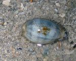 fénykép Akvárium Porceláncsiga kagyló (Cypraea sp.), csíkos