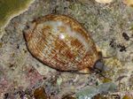 fénykép Akvárium Porceláncsiga kagyló (Cypraea sp.), világoskék