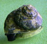 фотографија Акваријум Turbo Snails капице (Turbo fluctuosa), браон