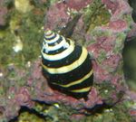 Bumblebee Snail