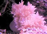 Фото Аквариум Актиния гетерактис малу актинии (Heteractis malu), розовый